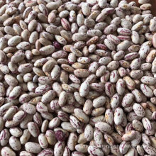 Food Grade Light Speckled Kidney Bean